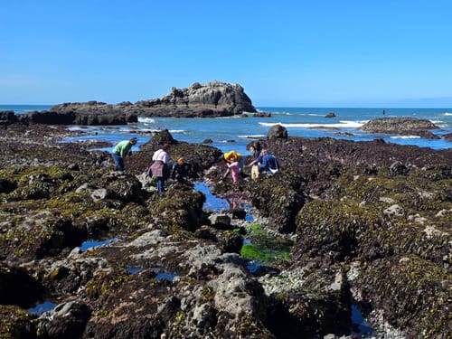 Reviewer's photo of a group exploring tide pools on the rocky Oregon coast on a sunny day.