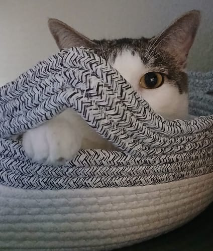 Customer photo review of Instinct Basket | Meet the first research-backed natural territory for indoor cats