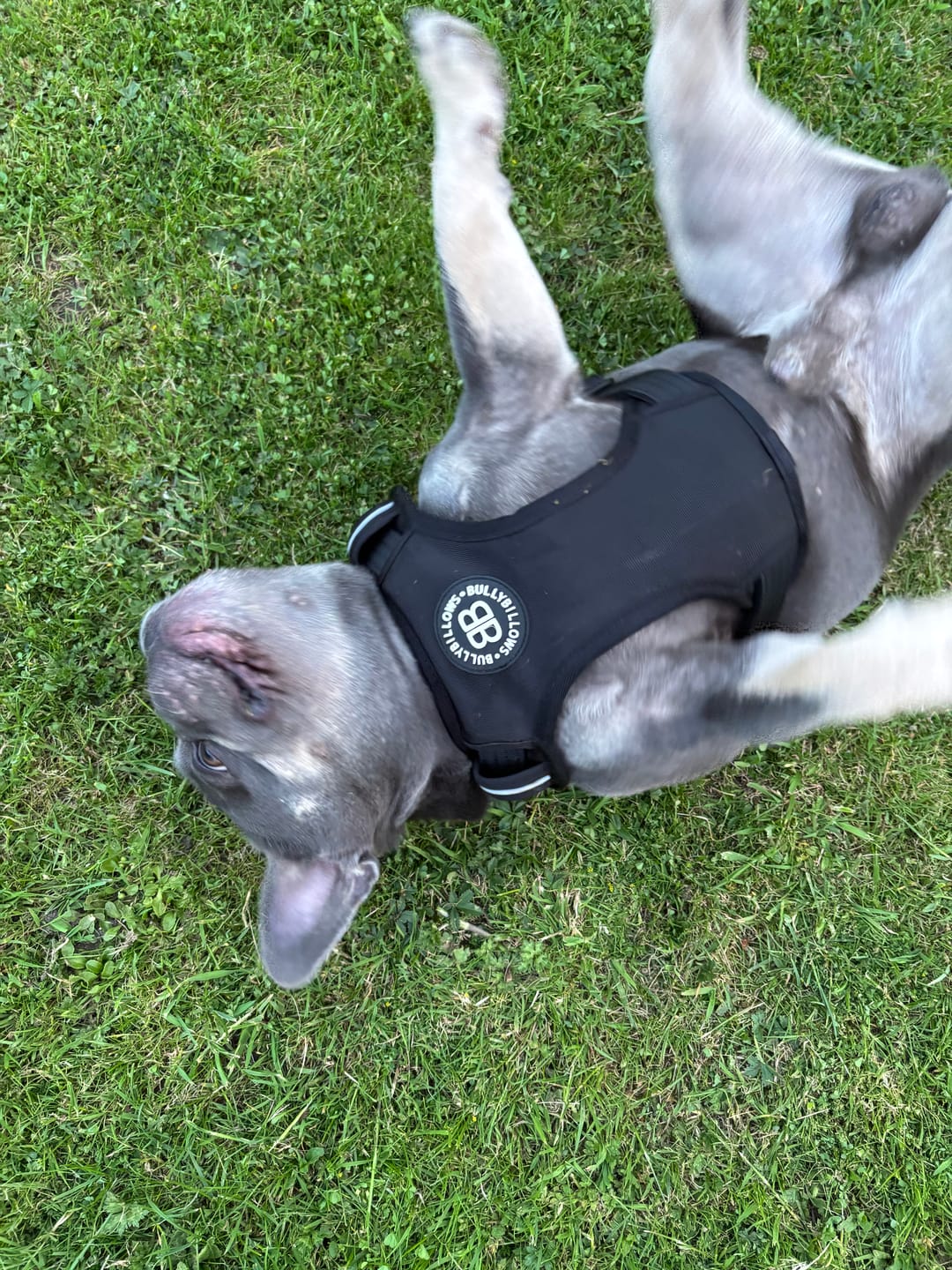 Customer photo review of Comfort Premium Harness | Non Restrictive - Black