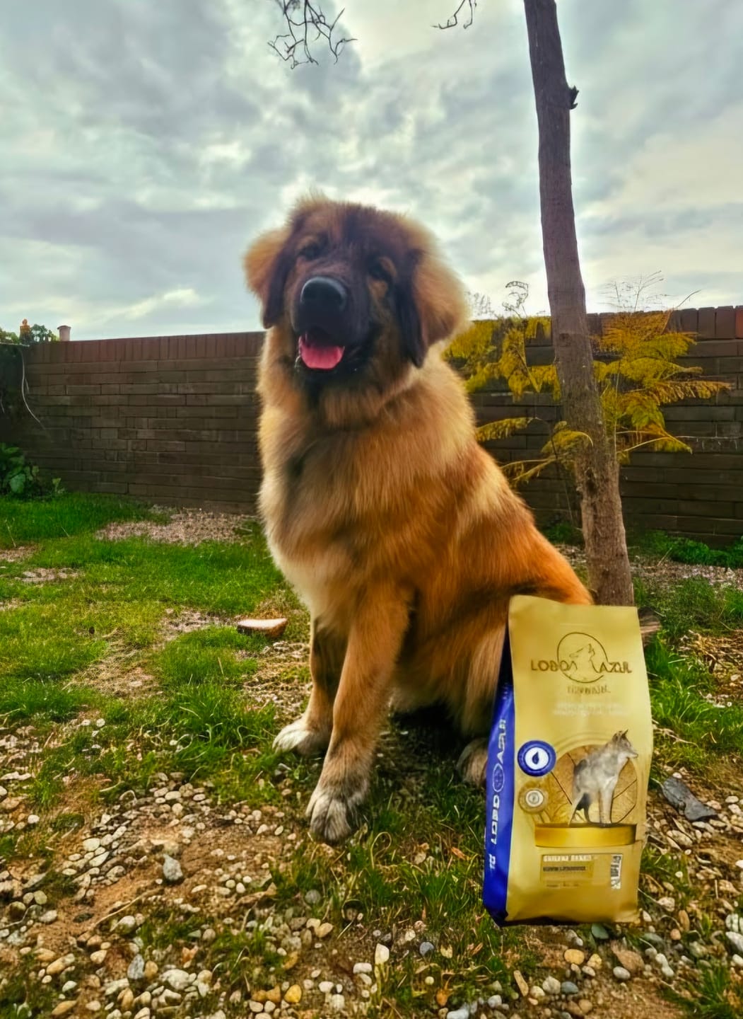 Customer photo review of Grain Free Giant Puppy