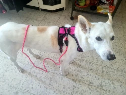 Customer photo review of Dog Collars Harness Big Vests Leash Pet Shop Everything for Dogs Leather Puppy Accessories Medium Small Set