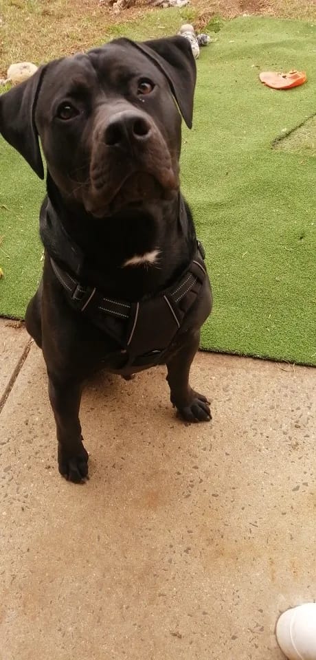 Customer photo review of Dog Collars Harness Big Vests Leash Pet Shop Everything for Dogs Leather Puppy Accessories Medium Small Set