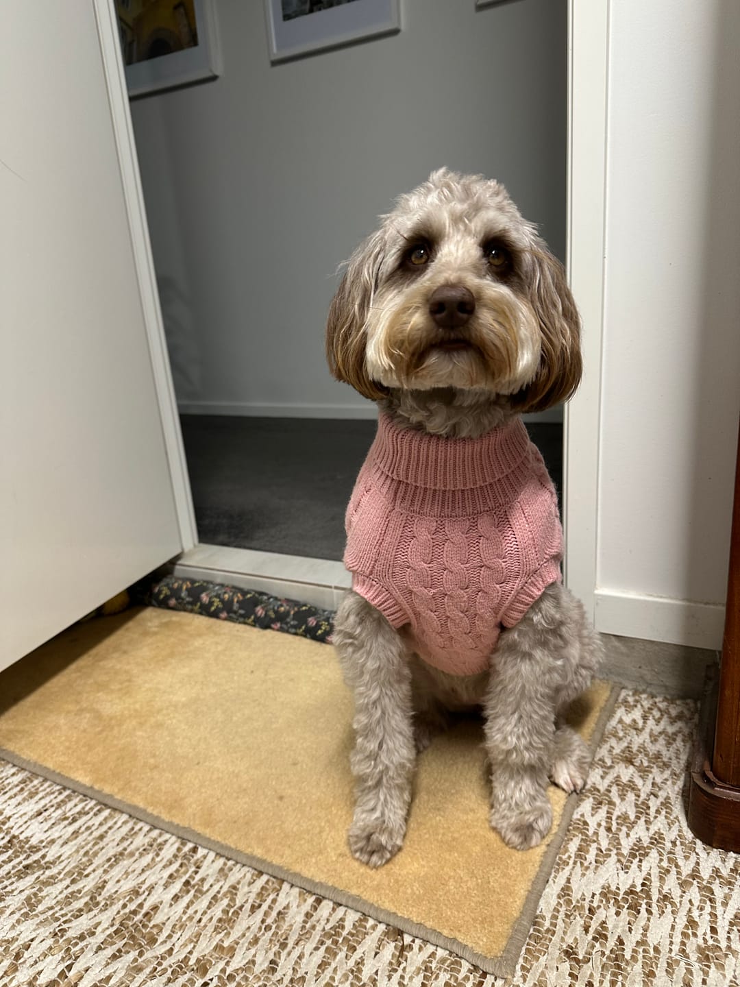 Customer photo review of Cable Knit Dog Sweater - Pink
