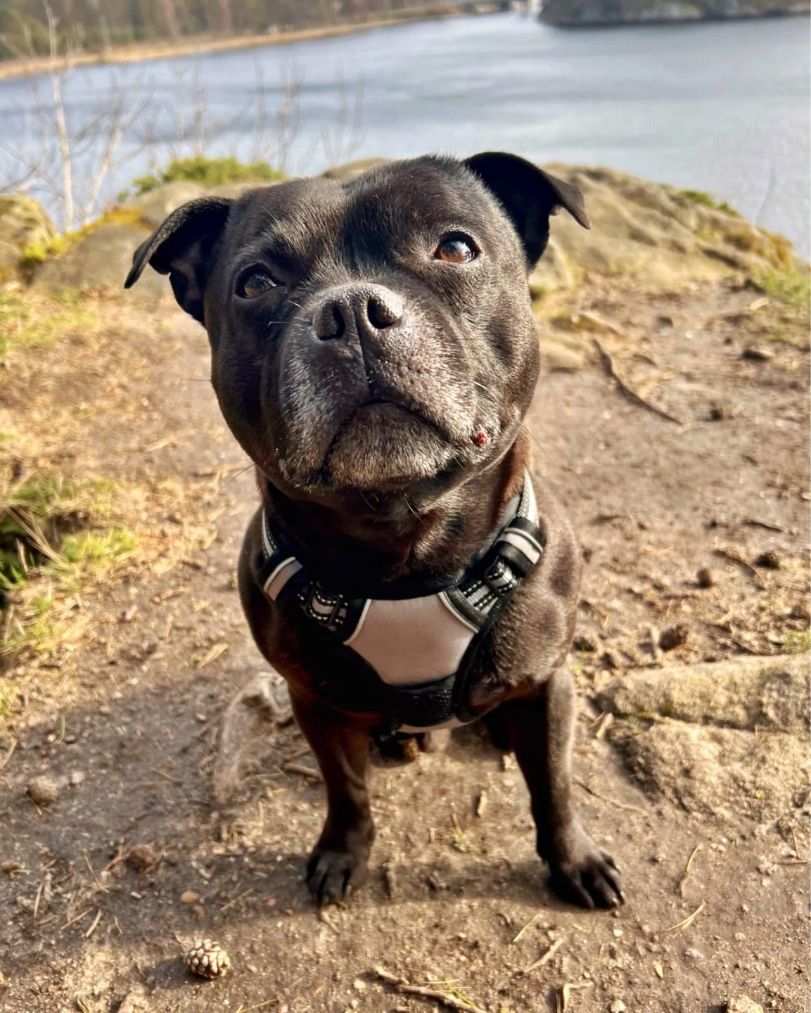 Customer photo review of Dog Collars Harness Big Vests Leash Pet Shop Everything for Dogs Leather Puppy Accessories Medium Small Set