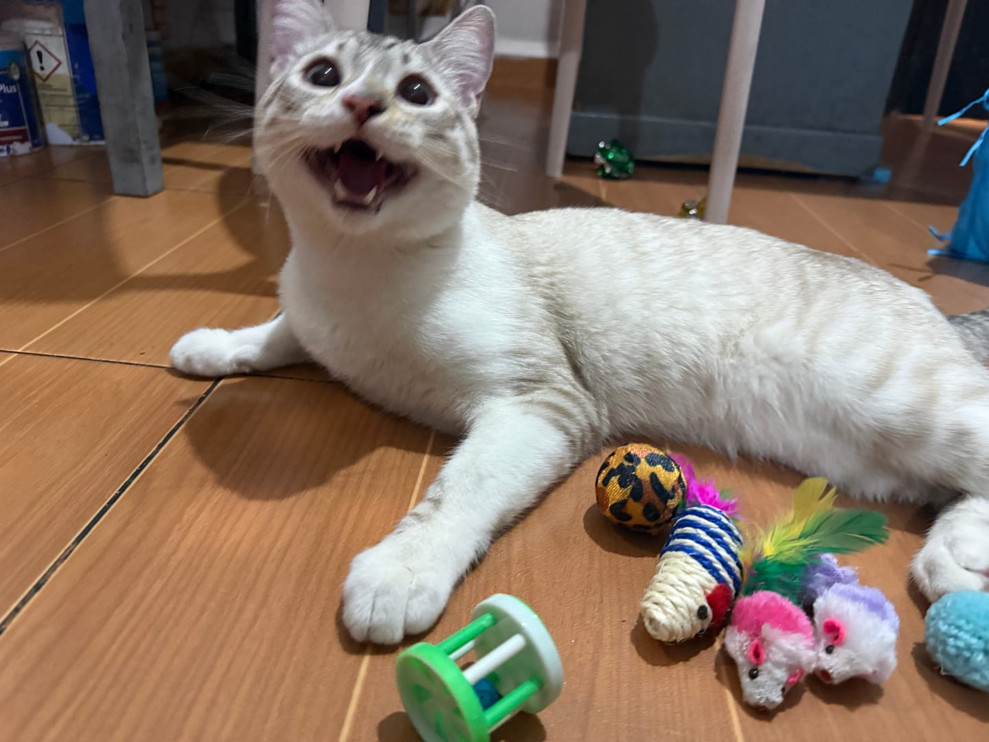 Customer photo review of CT4123 1 Set De Tunel con Juguetes Para Mascota