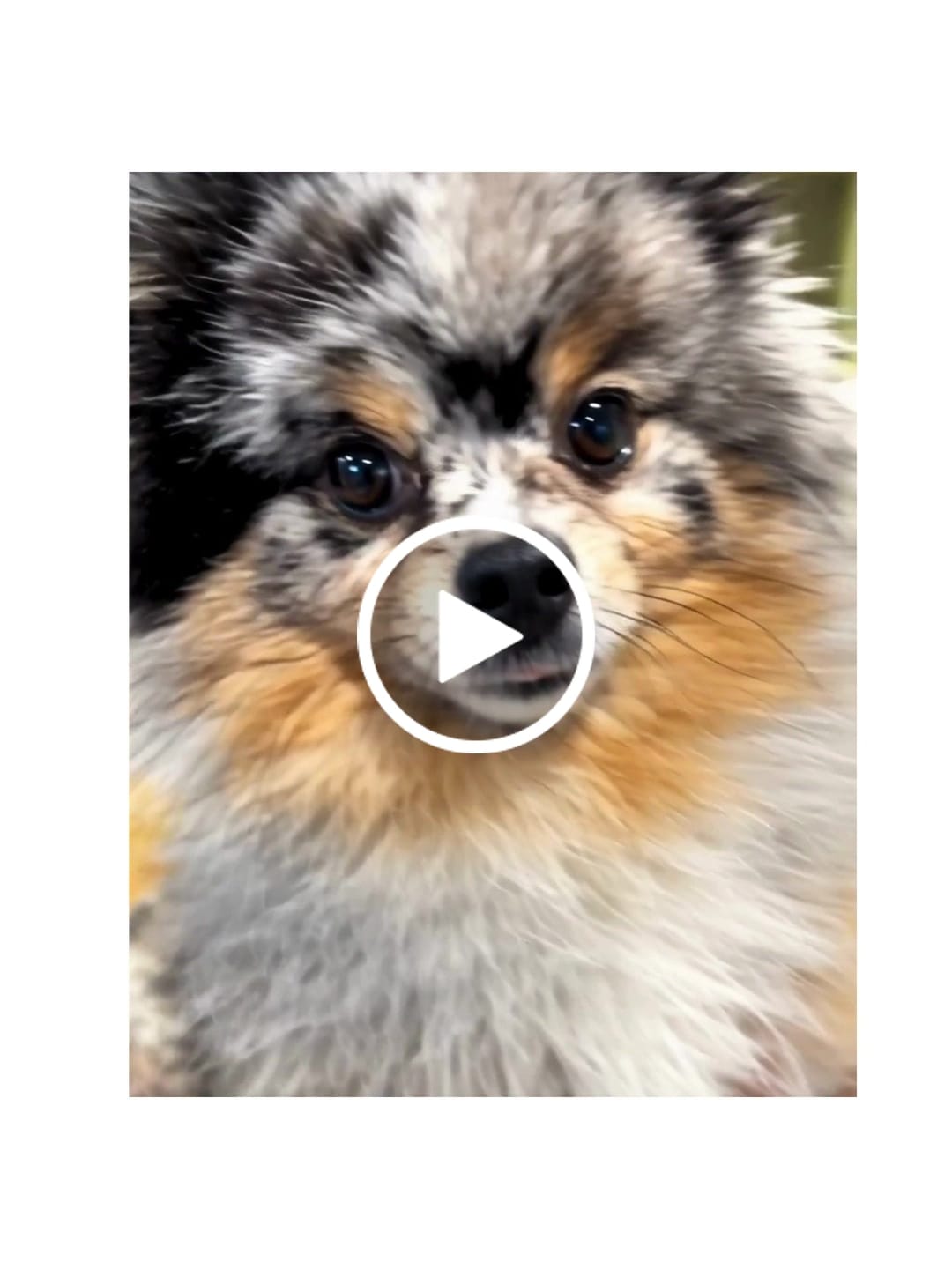 Customer video review of Custom Full-Color Embroidered Dog Portrait Sweatshirt