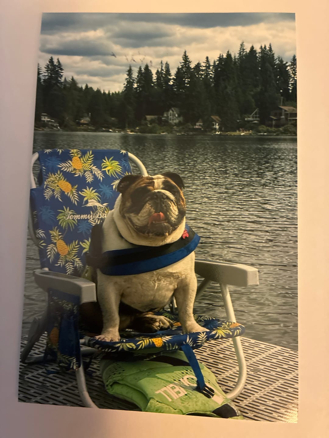 Customer photo review of Bulldog Stogie T-Shirt