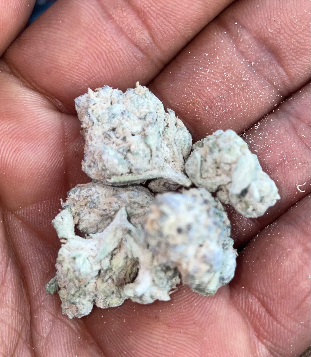 Customer photo review of THCA Snowballs - 67% THCA