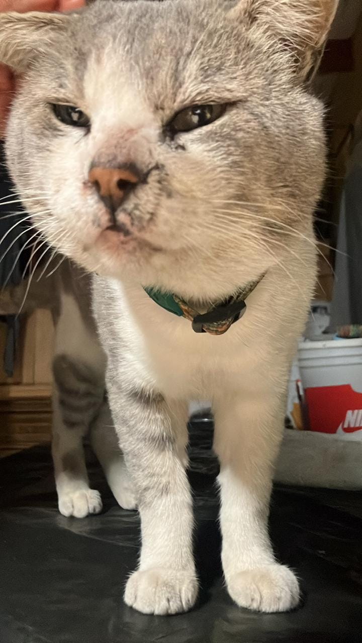 Customer photo review of Collar Camuflaje