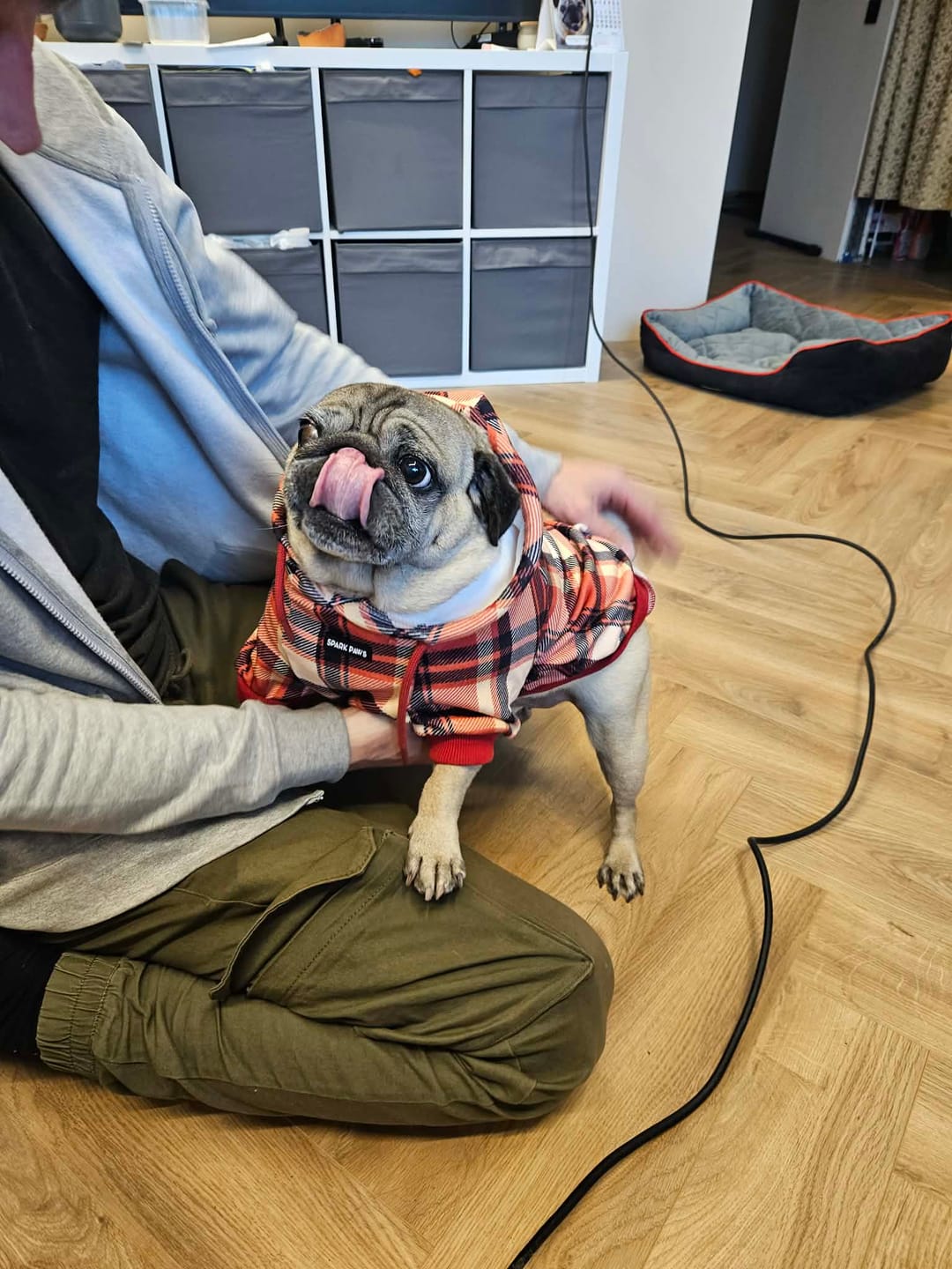 Customer photo review of Red Plaid Dog Hoodie