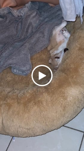 Customer video review of Cama Antiestrés para Perros