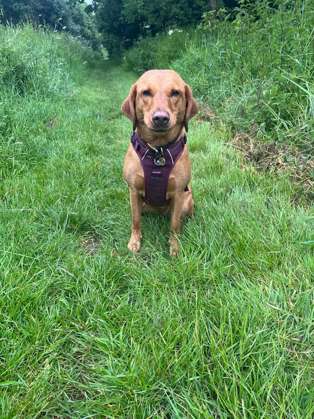 Customer photo review of Trail & Glow® Dog Harness - Mulberry Tweed