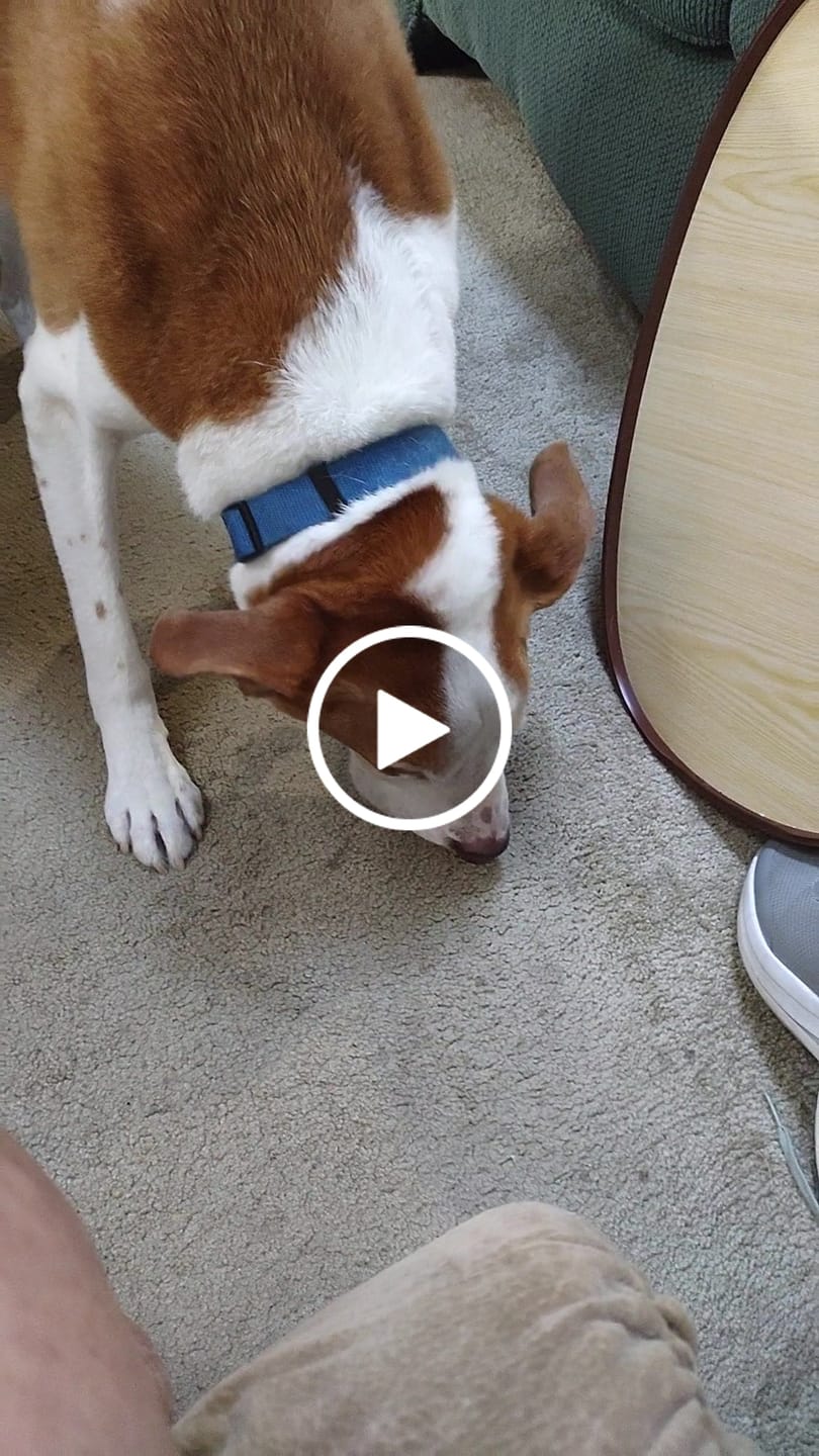 Customer video review of Earthbones Dental Chews For Dogs