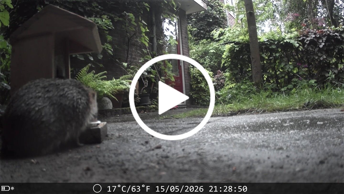 Customer video review of Siltcon® Wildcamera met Zonnepaneel 8K