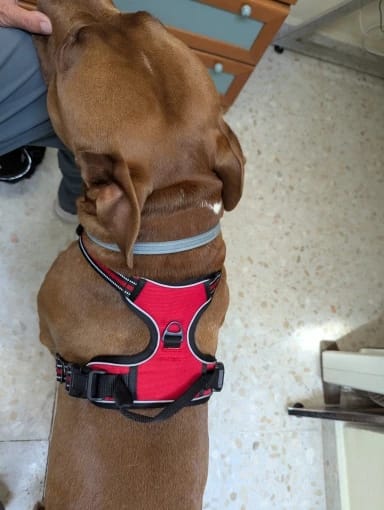 Customer photo review of Dog Collars Harness Big Vests Leash Pet Shop Everything for Dogs Leather Puppy Accessories Medium Small Set