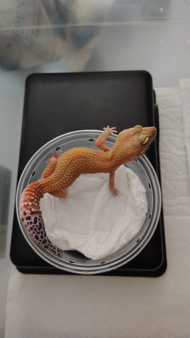 Customer photo review of Female Giant Blood Bold Emerine (regen tail)