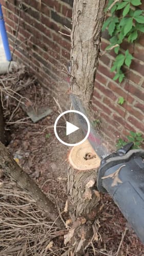 Customer video review of Tree Trimming/Wood Cutting – ProCut U-Groove Arc Edge Pruning Reciprocating Saw Blade
