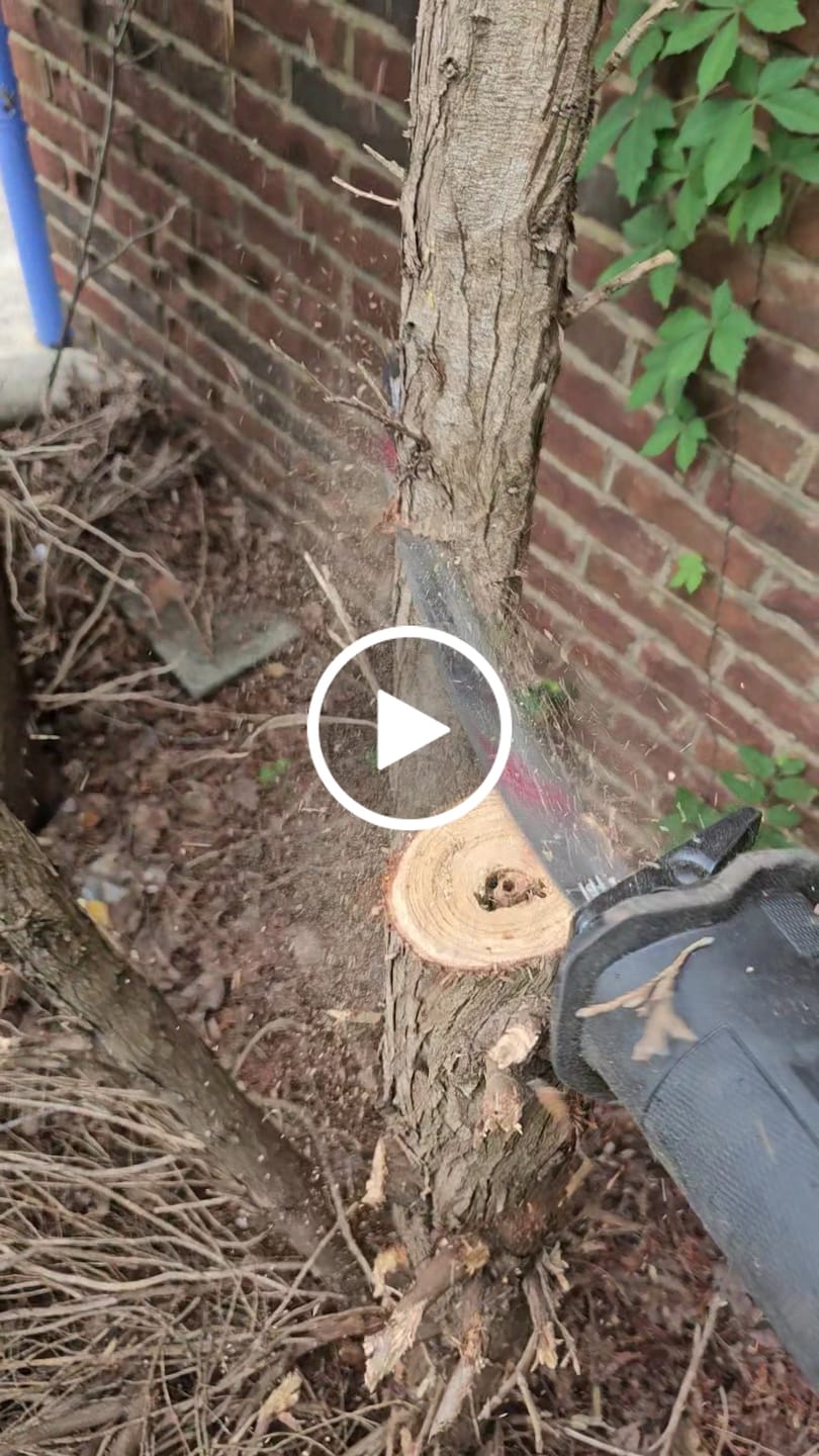 Customer video review of Tree Trimming/Wood Cutting – ProCut U-Groove Arc Edge Pruning Reciprocating Saw Blade