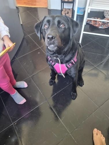 Customer photo review of Dog Collars Harness Big Vests Leash Pet Shop Everything for Dogs Leather Puppy Accessories Medium Small Set