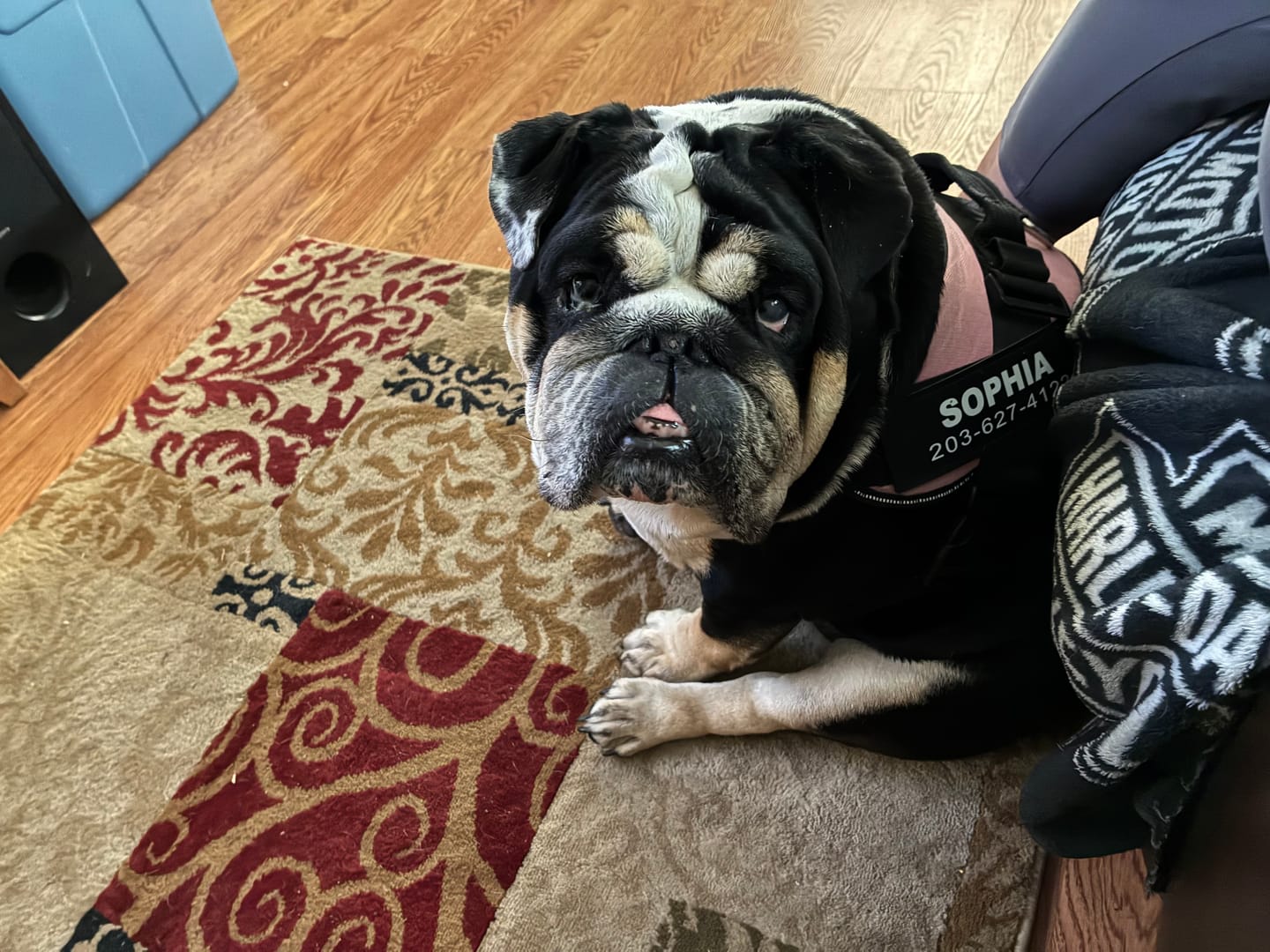 Customer photo review of Dogshood ™