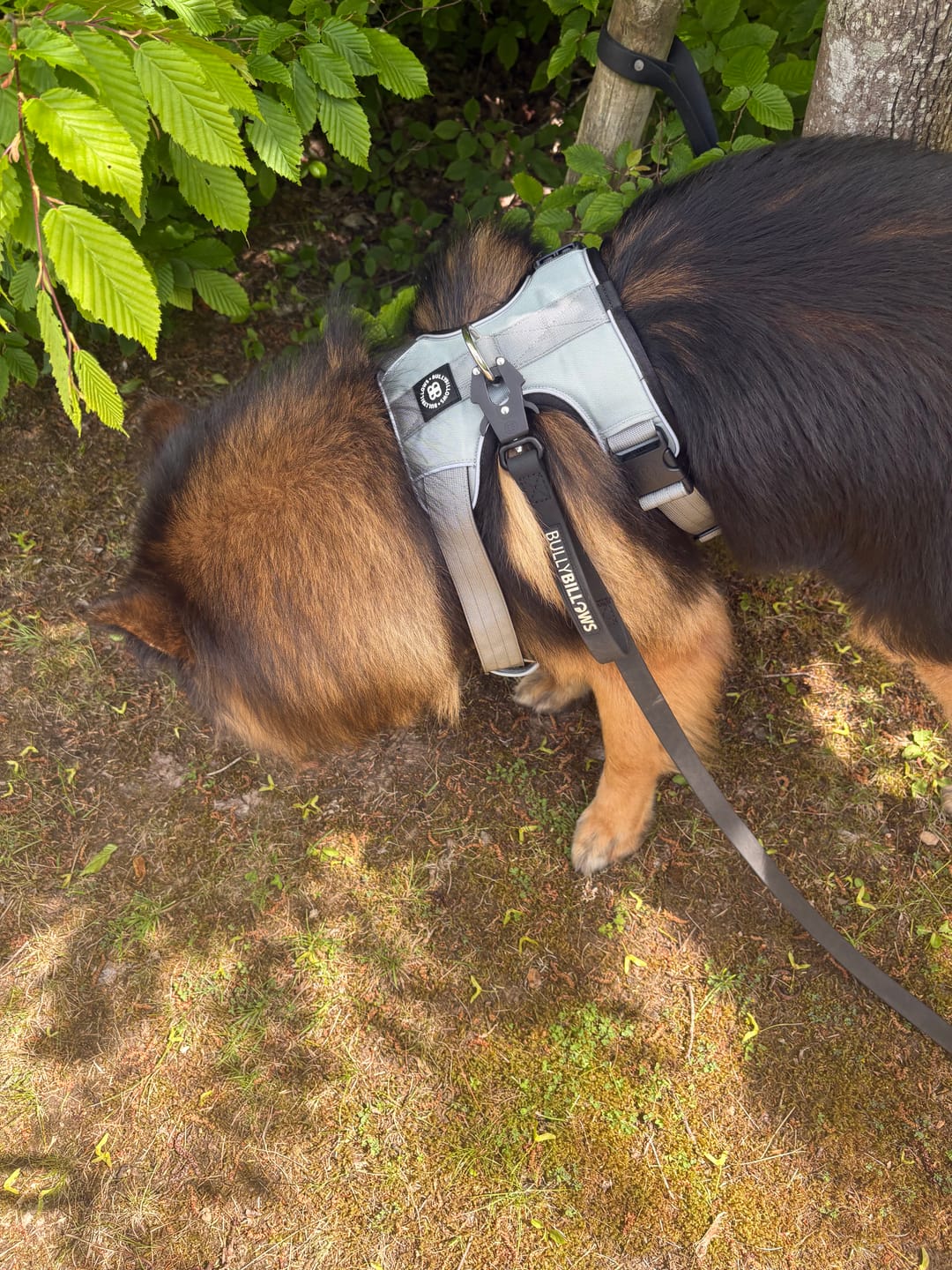 Customer photo review of Comfort Premium Harness | Non Restrictive - Metal Grey