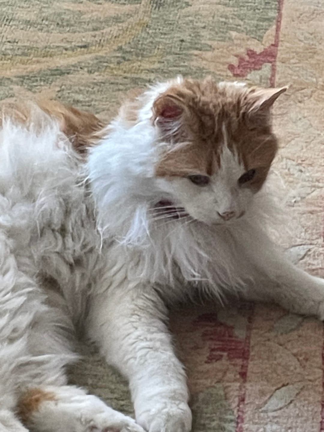 Customer photo review of Cat Allergy Relief & Immune Support – Natural Remedy for Sneezing, Itching & Seasonal Allergies