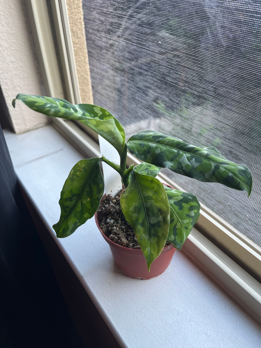 Customer photo review of Aglaonema pictum tricolor