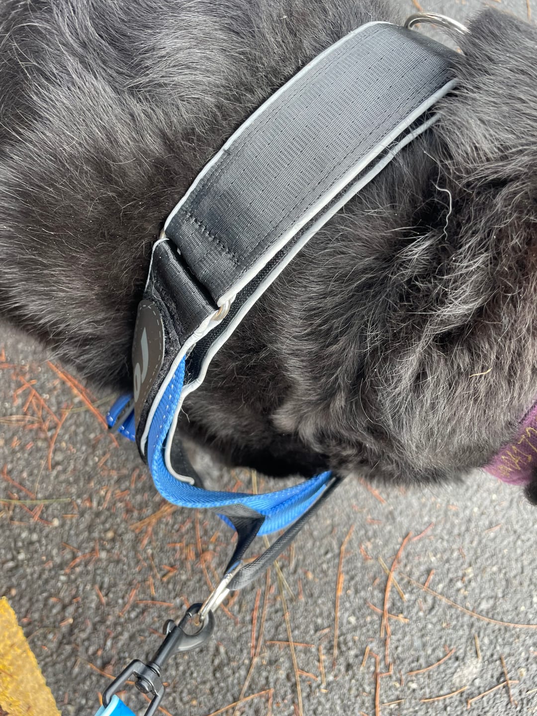 Customer photo review of Rogz Utility Letzgo Personalised Harness