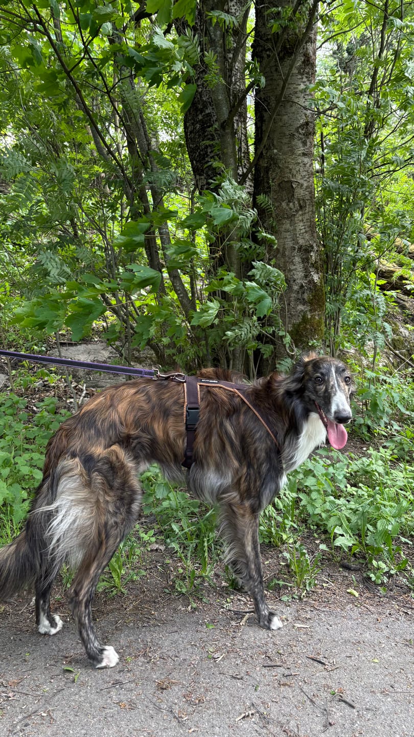 Customer photo review of Windhundgeschirr FUN "Toffee"