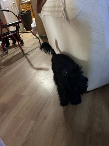 Customer's small black dog, who the reviewer says loves the Strawberry Yak Chews.