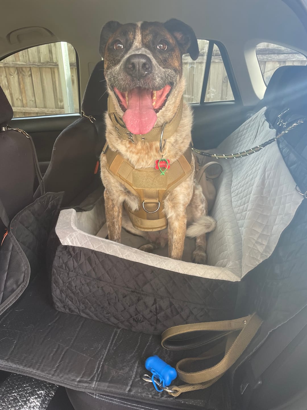 Customer photo review of Dog Car Booster Seat