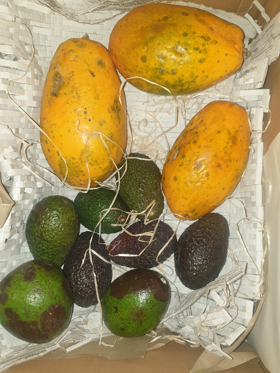 Customer photo review of Avocado Retterbox "Späternte" von Juan 3kg