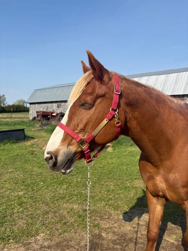 Customer photo review of Personalized Halter ( 10 Days )