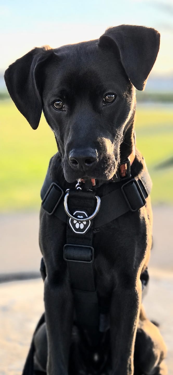 Customer photo review of Comfort Control No-Pull Dog Harness - Black