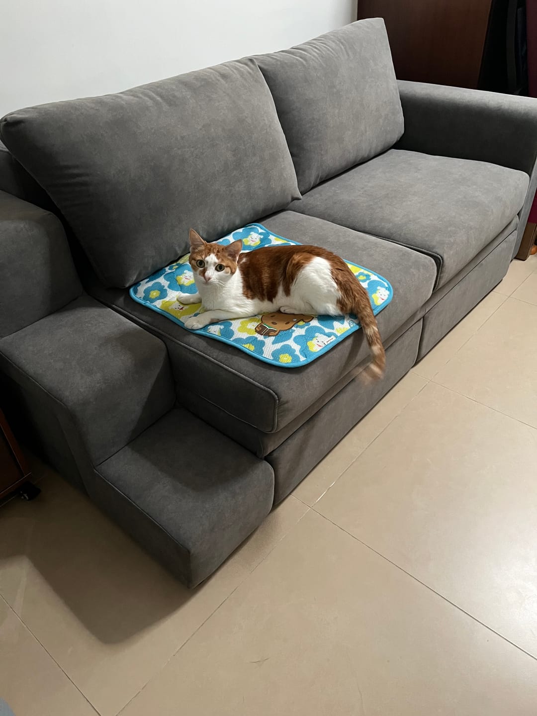 Customer photo review of PawsLounge  寵物梳化| 防貓爪儲物設計｜附貓屋與多重儲物空間