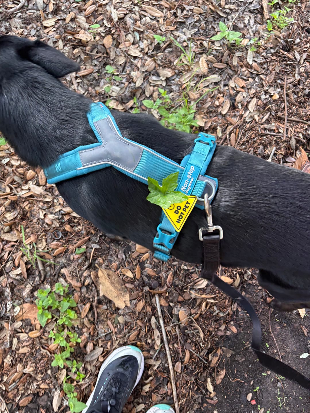 Customer photo review of Do Not Pet Jiby Dog Charm