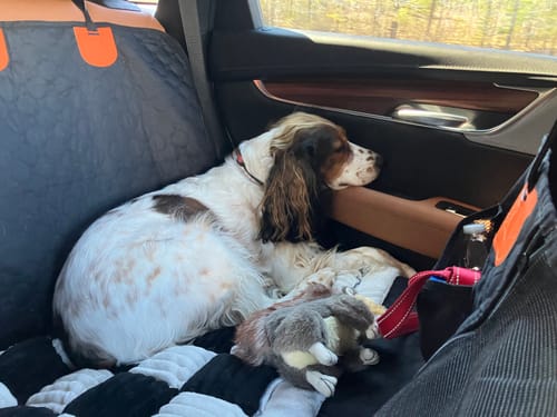 Customer photo review of RuffRover 2.0™ - Hard Bottom Dog Car Seat Protector + (FREE Dog Bed)