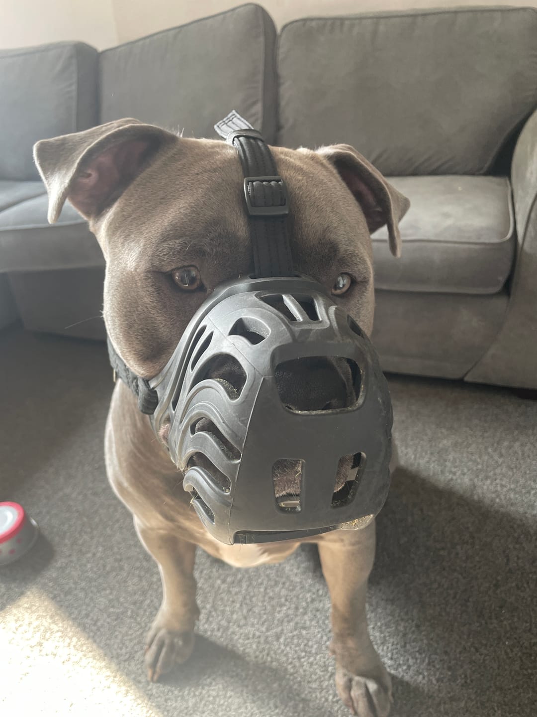 Customer photo review of Muzzle | Flexi & Legal Requirement - S-XL Breeds - Black