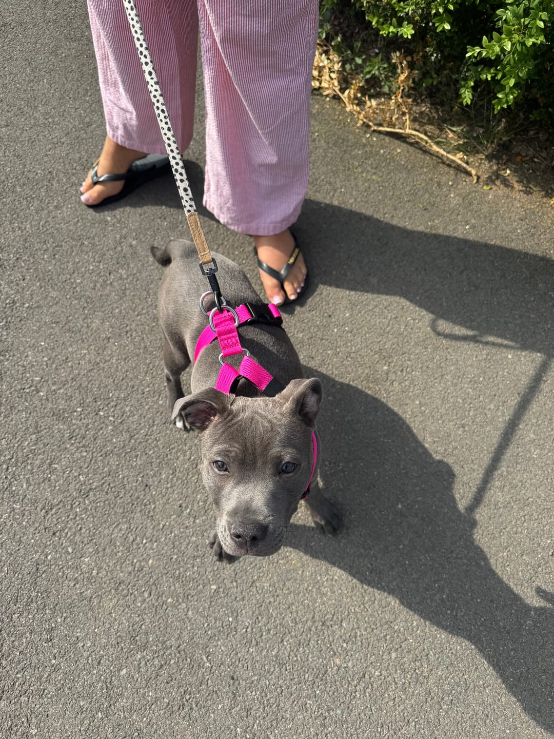 Customer photo review of Anti-Pull TRI-Harness® | Training Dog Harness for All Breeds - Magenta