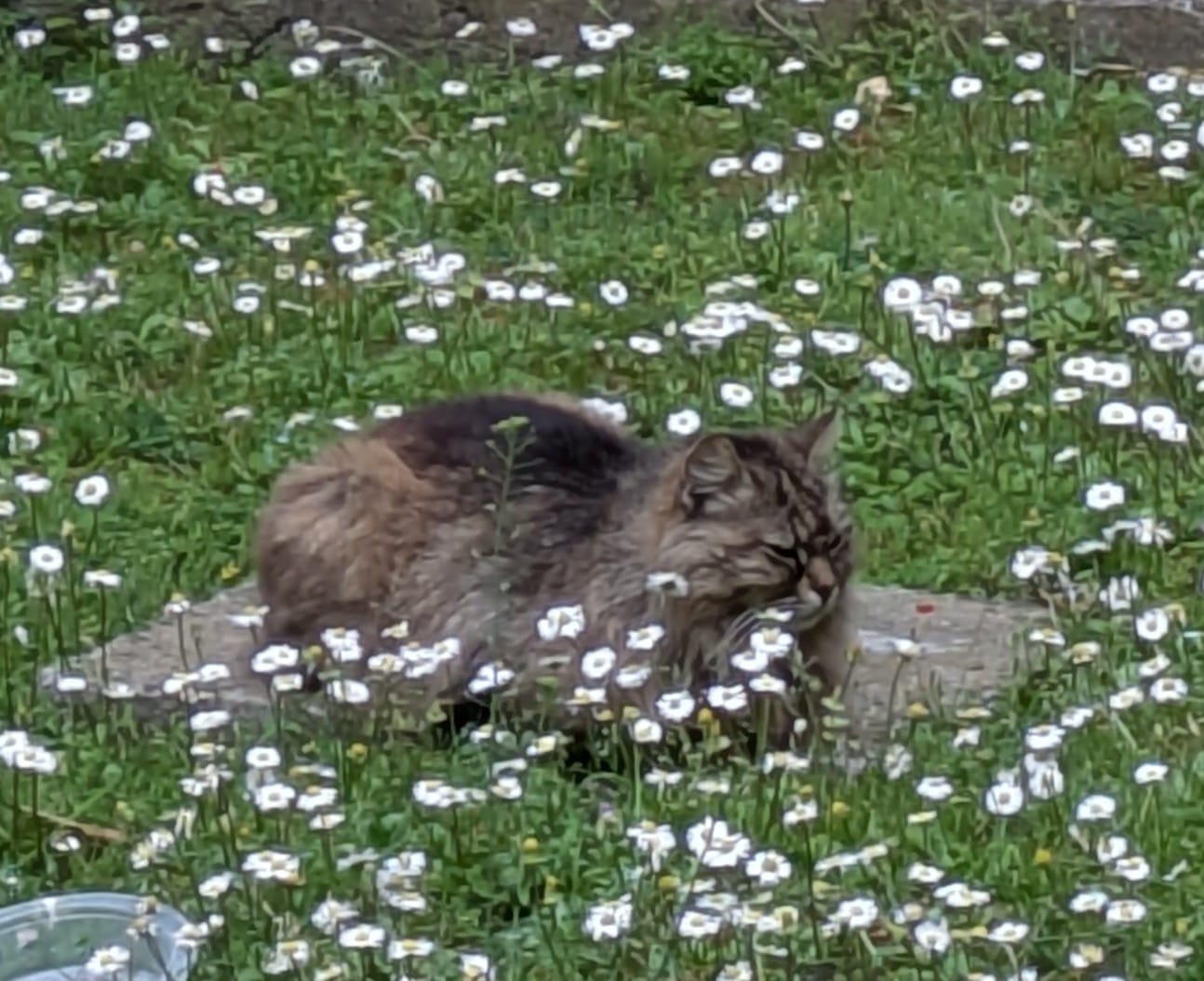 Customer photo review of Frontline Plus for Cats & Kittens – 6 Month Flea & Tick Prevention (6 Treatments)