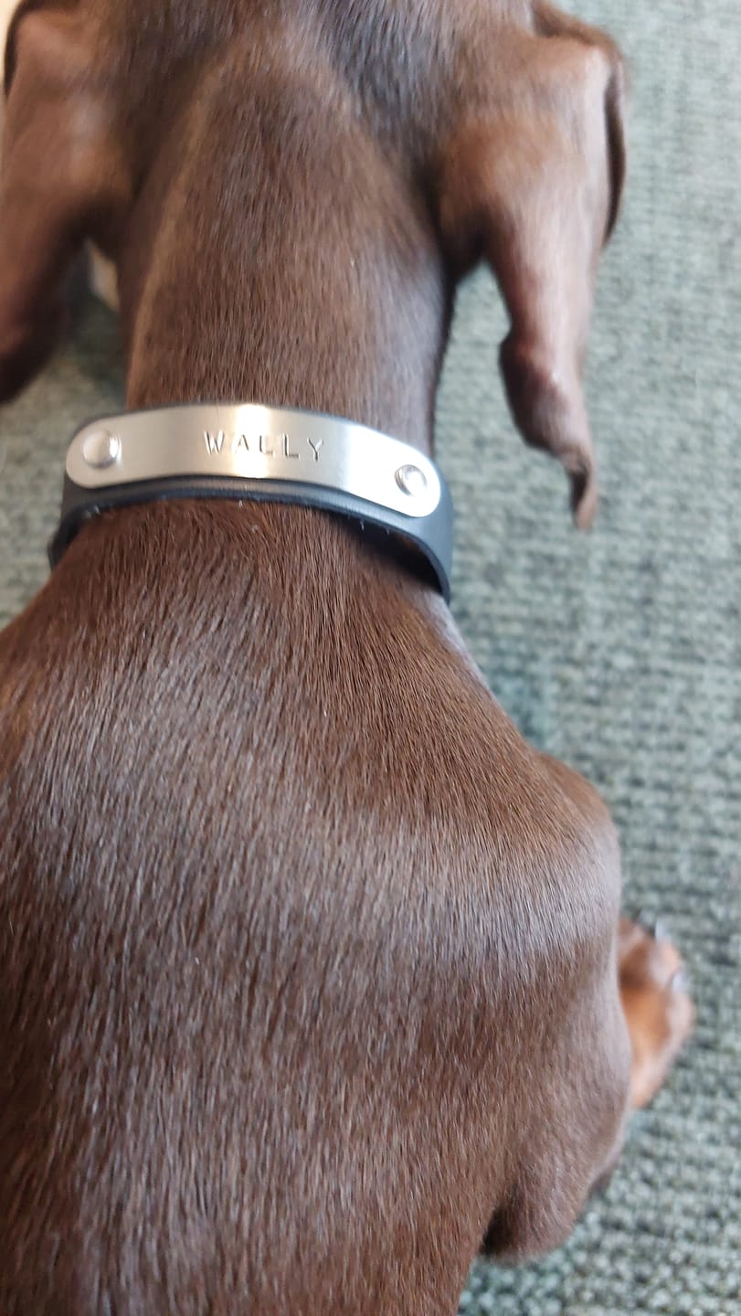 Customer photo review of Leather Puppy Collar - Custom Sized (also suits Tiny Dog Breeds)