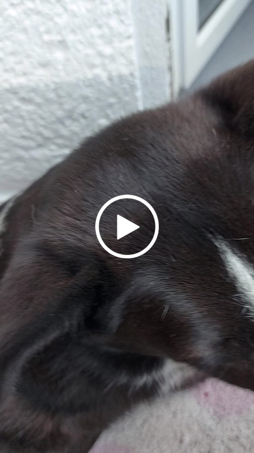 Customer video review of Belly Biotics (360 treats)