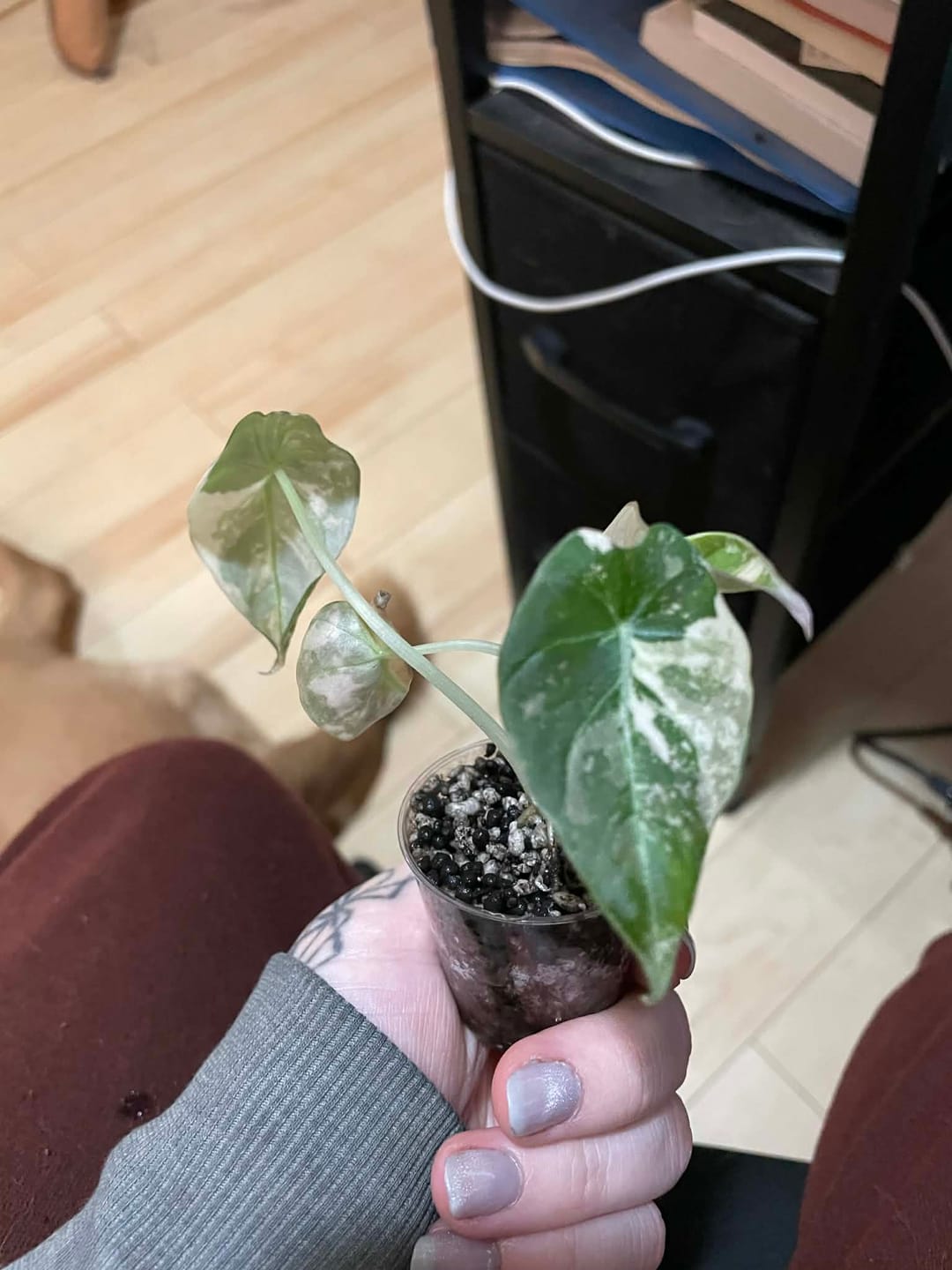 Customer photo review of Alocasia Black Velvet Pink