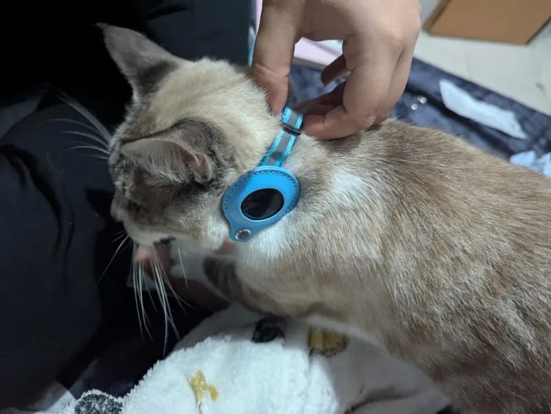 Customer photo review of Cat AirTag Holder Collar Breakaway Reflective Strips Adjustable Kitten Collar Waterproof Cat Bell Collar Pet Air Tag Case collar
