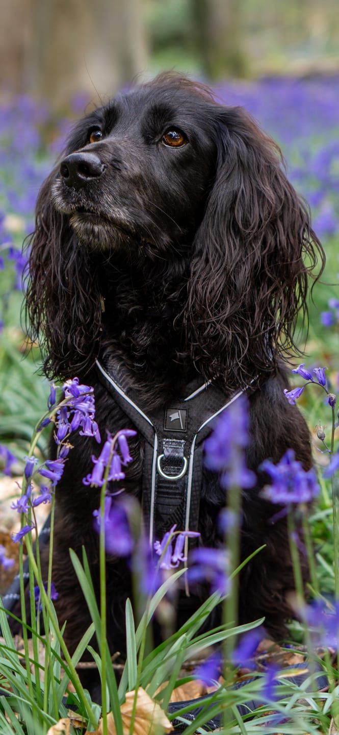 Customer photo review of Apex® Harness