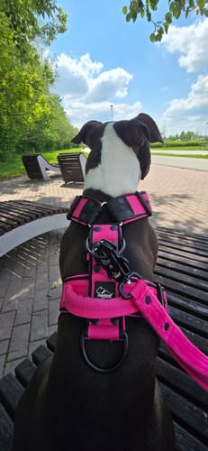 Customer photo review of Szelki z raczką typu guard - Easy Walk Black Editon Rózowa