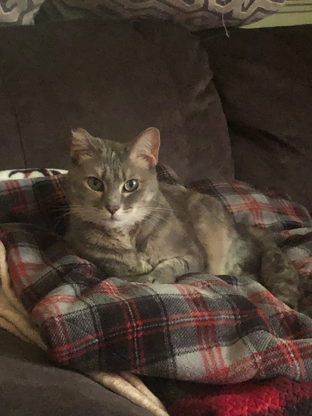 Customer photo review of Breathe Easy Cat Cold, Sneezing & Respiratory Support