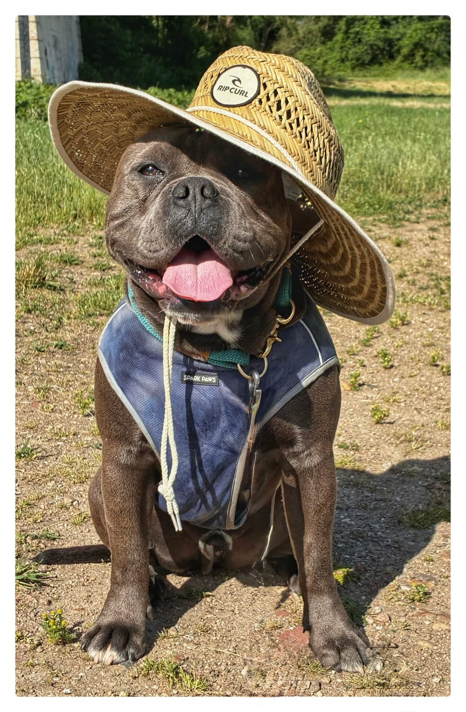 Customer photo review of Chilltech™ Dog Cooling Vest 2 Pack