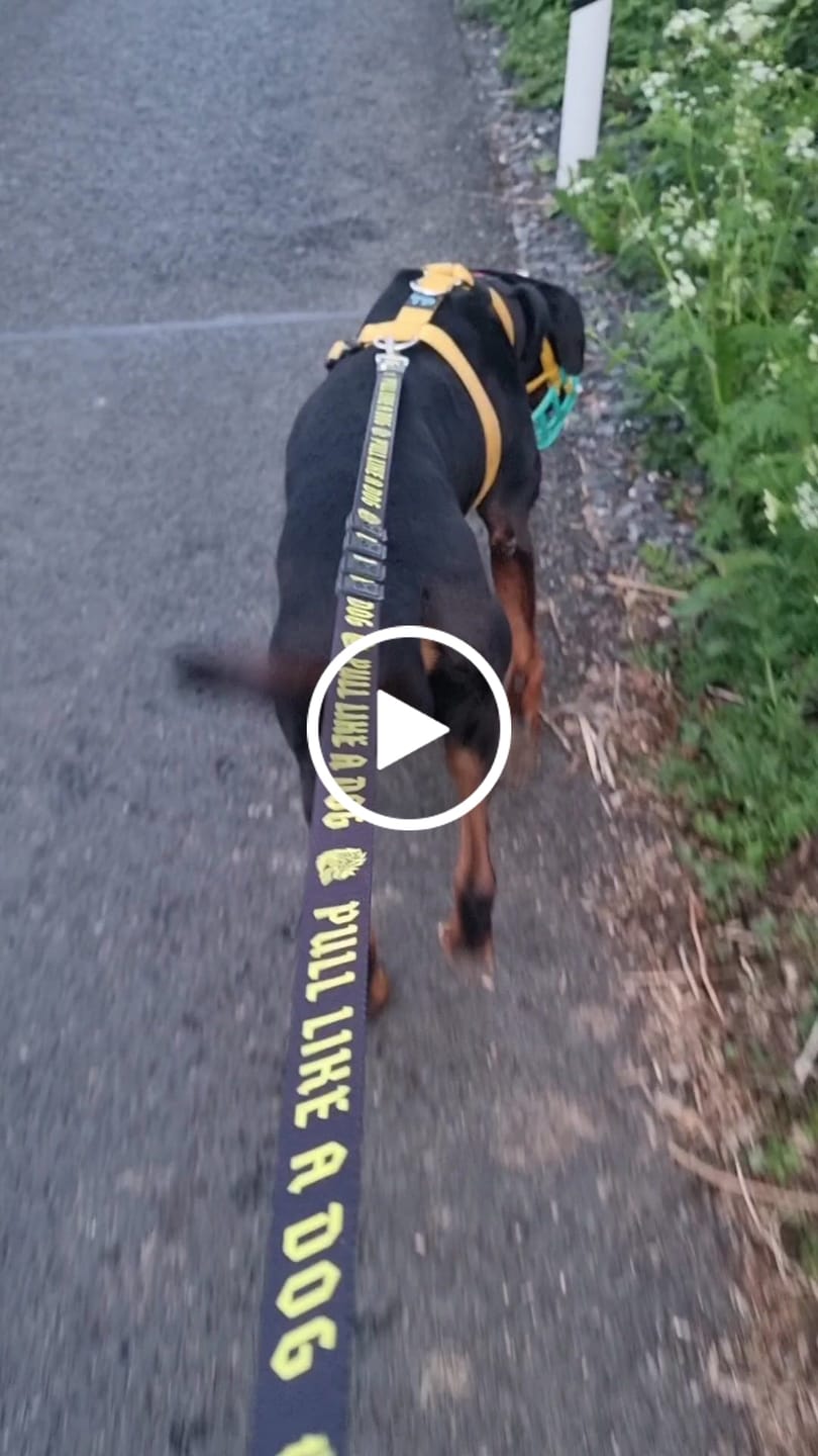 Customer video review of Madra x The Scratch - Handsfree Leash