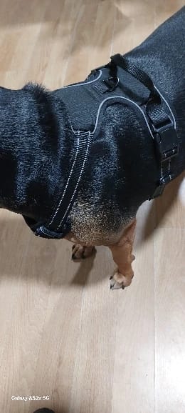 Customer photo review of Dog Collars Harness Big Vests Leash Pet Shop Everything for Dogs Leather Puppy Accessories Medium Small Set